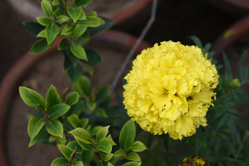 Yellow marigold flower blossom in garden, Yellow Mari Gold flowers for decorate garden, Close up of...