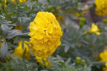 Yellow marigold flower blossom in garden, Yellow Mari Gold flowers for decorate garden, Close up of...