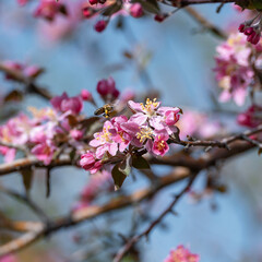 A honey bee collects nectar and pollen from apple blossoms in spring, and on the bee's hind legs are visible baskets of pollen, glued together by secretions from the bee's glands. Square photo.