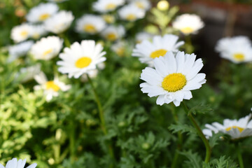 white Common daisy beautiful flowers with blur green background in garden, White beautiful daisies on a field in green grass, Oxeye daisy, Leucanthemum vulgare, Daisies, Dox-eye, Dog daisy in nature