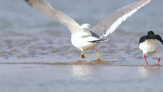 A seagull snatches food from a Urasian oystercatcher