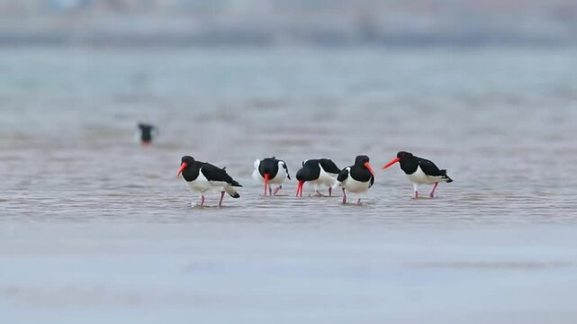 Urasian oystercatcher are eating food