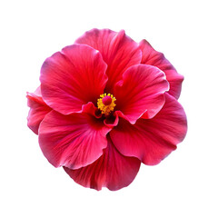 Fototapeta premium Red Hibiscus Flower Image