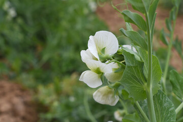 Flowering pea plant. White flowers closeup. Flower of pea plant close up. Natural green pea plants as spring background, peas plant flower closeup, peas blossom closeup white flower on vegetable plant