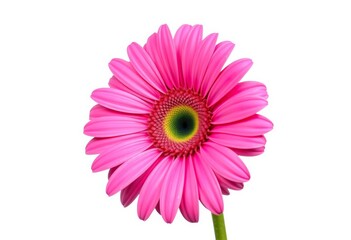 A single, vibrant pink gerbera daisy, isolated on white with a clipping path for easy design integration, closeup, isolated flower