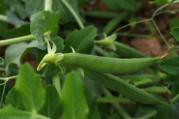 Green peas grow in the garden Beautiful close up of green fresh peas and pea pods. Healthy food, Bush of sweet pea with ripe pods cultivated on vegetable garden, green peas closeup in nature, Pakistan