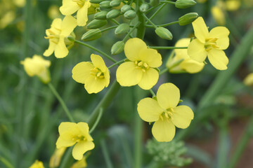 Obraz premium Mustard flower field is full blooming, yellow mustard field landscape industry of agriculture, mustard flowers closeup photo, Oil seed crop cultivation in Pakistan, Full Blooming Yellow Mustard Flower