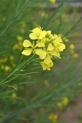 Fototapeta premium Mustard flower field is full blooming, yellow mustard field landscape industry of agriculture, mustard flowers closeup photo, Oil seed crop cultivation in Pakistan, Full Blooming Yellow Mustard Flower
