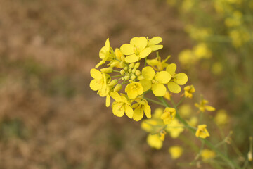Obraz premium Mustard flower field is full blooming, yellow mustard field landscape industry of agriculture, mustard flowers closeup photo, Oil seed crop cultivation in Pakistan, Full Blooming Yellow Mustard Flower