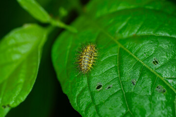 caterpillar on leaf
