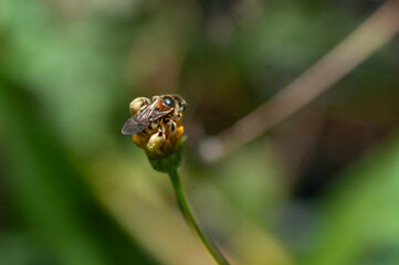 bee on a flower