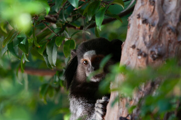 Monkey on the branches: Sagui