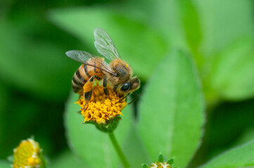 bee on yellow flower