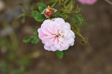 Obraz premium Beautiful pink rose flower closeup in garden, A very beautiful pink yellow rose flower bloomed on the rose tree, Rose flower closeup, bloom flowers, Natural spring flower floral background