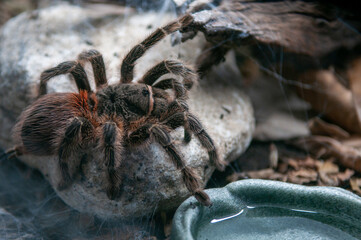 spider on the Stone