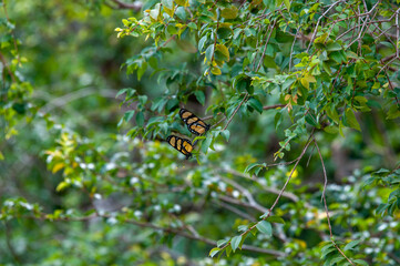 butterfly on a leaf