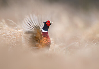 Ringneck Pheasant (Phasianus colchicus) male close up