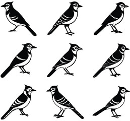 vrctor vluy jay bird