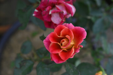 Beautiful red rose flower closeup in garden, A very beautiful red rose flower bloomed on the rose tree, Rose flower closeup, bloom flowers, Natural spring flower, Natural floral background,