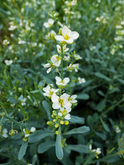 White flower. Beautiful green leaves background. Natural creative layout for wallpaper and advertising. 
