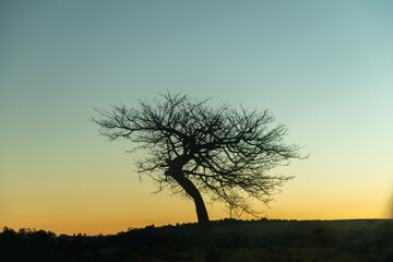 lonely tree at sunset