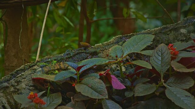 A delicate tropical bird with a long, curved beak perches on a mossy branch, shaking off water droplets in a vibrant jungle setting. The blurred green foliage and scattered water droplets