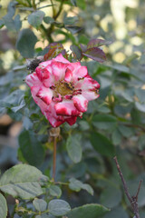 Beautiful pink white rose flower closeup in garden, A very beautiful pink white yellow rose flower bloomed on the rose tree, Rose flower closeup, bloom flowers, Natural spring flower floral background