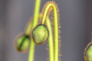 Poppy buds in early spring on a white background. Close-up of the buds of a field poppy flower in the early stages of development, just before blooming. Visible are the tiny, hair-like structures and 
