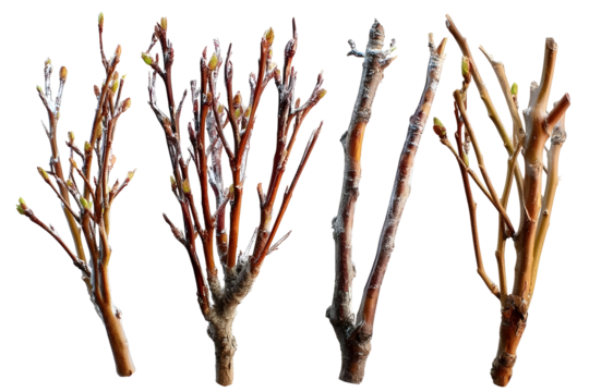 Detailed presentation of budding branches signaling the arrival of spring