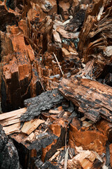 Rotten wood texture, mouldering stump, tree