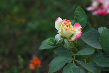 Beautiful pink white rose flower closeup in garden, A very beautiful pink white yellow rose flower bloomed on the rose tree, Rose flower closeup, bloom flowers, Natural spring flower floral background