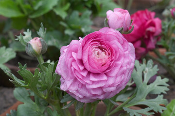 Beautiful Pink ranunculus flower growing in an outdoor flower garden. ranunculus flower closeup, Pink blooming flower, Closeup shot of a beautiful blossoming ranunculus in field