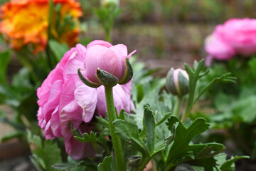 Beautiful Pink ranunculus flower growing in an outdoor flower garden. ranunculus flower closeup,...