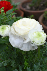 Beautiful white ranunculus flower growing in an outdoor flower garden. ranunculus flower closeup, white blooming flower, Closeup shot of a beautiful blossoming ranunculus in field