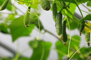 Organic Cucumber Plants in Greenhouse Garden with Fresh Green Leaves and Ripening Fruits
