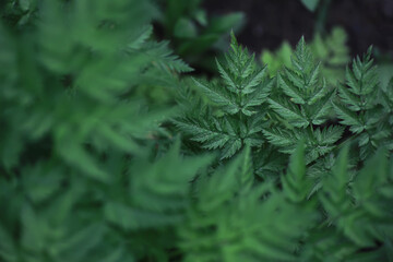 Lush Green Fern Leaves in Natural Forest Setting, Close-Up Macro Nature Photography