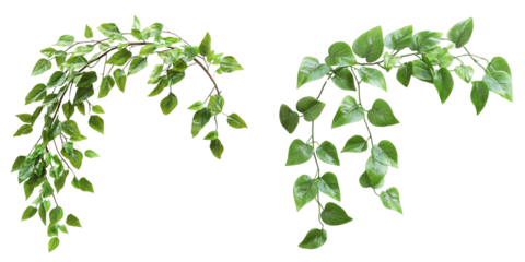 Two Hanging Green Vines, Isolated on Transparent Background, Botanical Illustration, Plant Cliparts, Vine, foliage, greenery