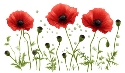 Three Red Poppies Floral Composition, Isolated on Transparent Background, Vector Illustration, Remembrance Day, Poppy, Floral, Vector
