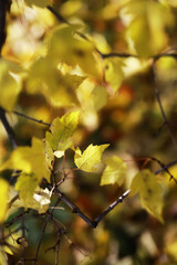 Bright Autumn Leaves in Sunlight