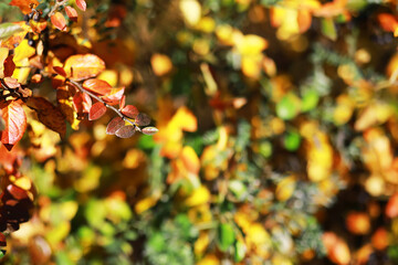 Vibrant Autumn Leaves on a Bush in a Forest Setting