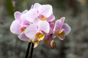Beautiful orchid flowers - phalaenopsis - on blurred background