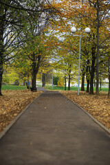 Autumn Park Pathway Lined with Trees and Falling Leaves Under Street Lamps