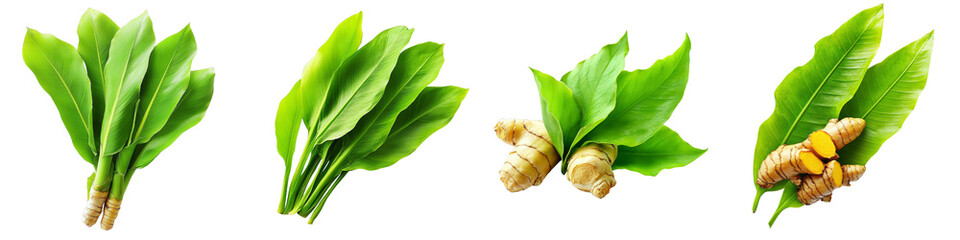 Obraz premium Four Galangal Plants with Roots Isolated on Transparent Background, Herbal, Spice, Ingredient, Galangal, Botanical, Culinary