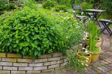 herb spiral in the garden with fresh herbs and flowers