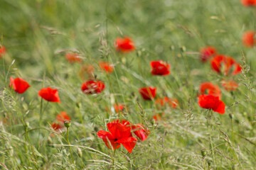 wild poppy flowers in the meadow - soft focus
