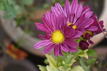 Obraz premium Beautiful Red chrysanthemum flowers closeup in the winter garden, Closeup of Chrysanthemum flower, Field of the Red Chrysanthemum, Beautiful Red flower blooming in nature.