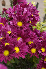 Obraz premium Beautiful Red chrysanthemum flowers closeup in the winter garden, Closeup of Chrysanthemum flower, Field of the Red Chrysanthemum, Beautiful Red flower blooming in nature.