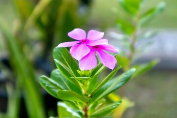 Close up view of Purple Madagascar Periwinkle flower or Catharanthus roseus in the garden