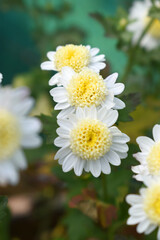 Obraz premium Beautiful white chrysanthemum flowers closeup in the winter garden, Closeup of Chrysanthemum flower, Field of the white Chrysanthemum, Beautiful white flower blooming in nature.