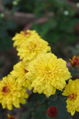 Beautiful Yellow chrysanthemum flowers closeup in the winter garden, Closeup of Chrysanthemum flower, Field of the Yellow Chrysanthemum, Beautiful Yellow flower blooming in nature.